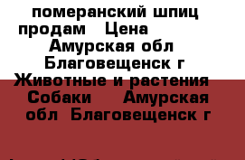 померанский шпиц, продам › Цена ­ 15 000 - Амурская обл., Благовещенск г. Животные и растения » Собаки   . Амурская обл.,Благовещенск г.